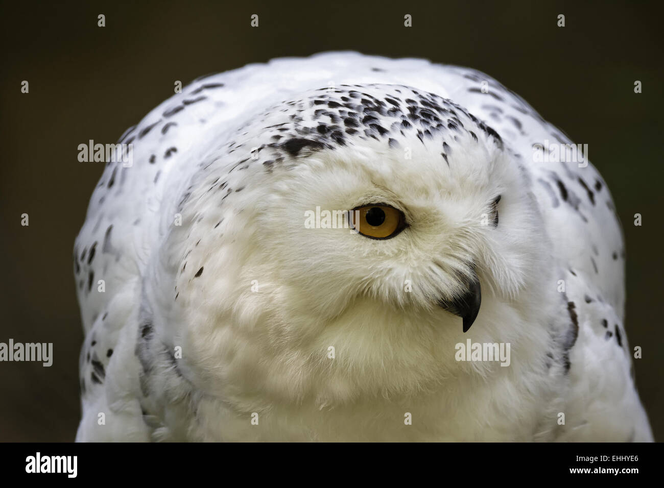 Bubo Scandiacus, Schneeeule, große weiße Eule Stockfoto