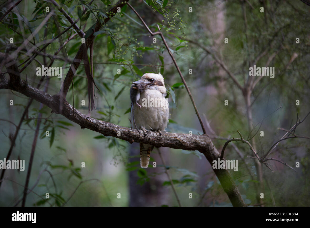 Kookaburra mit einer toten Maus im Schnabel Stockfoto