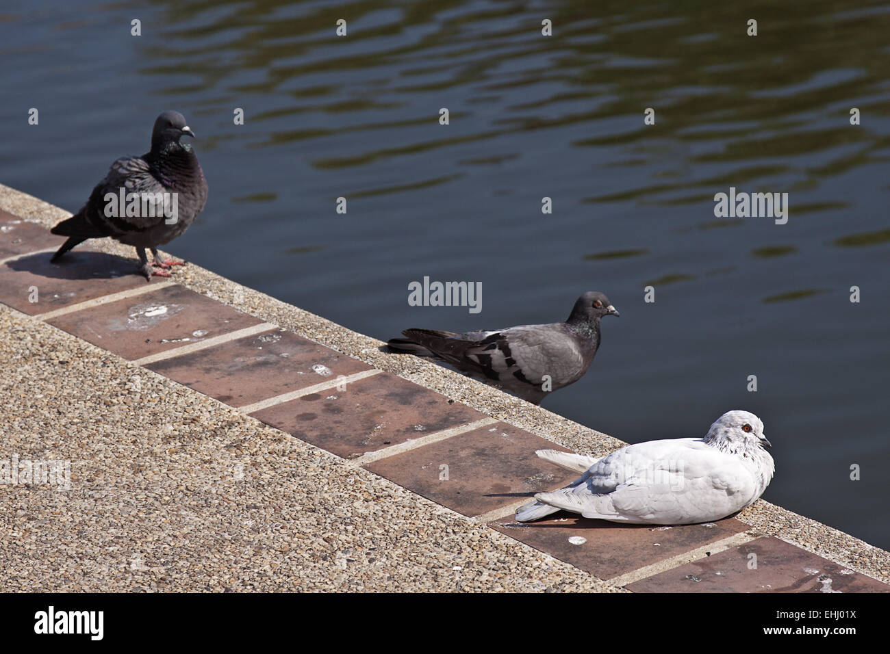 Taubenkot Stockfotografie Alamy