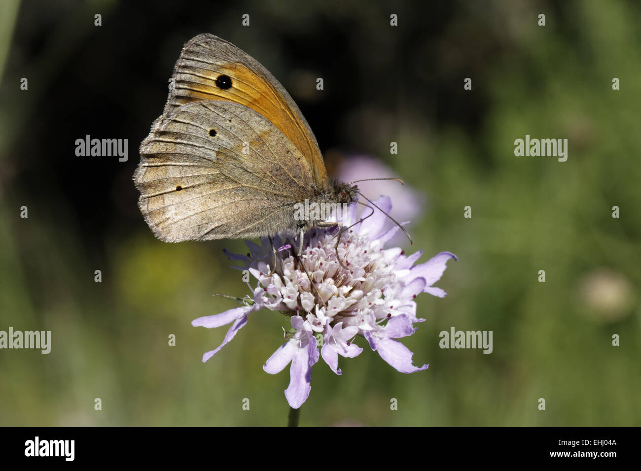 auf Witwenblume Blüte Stockfoto