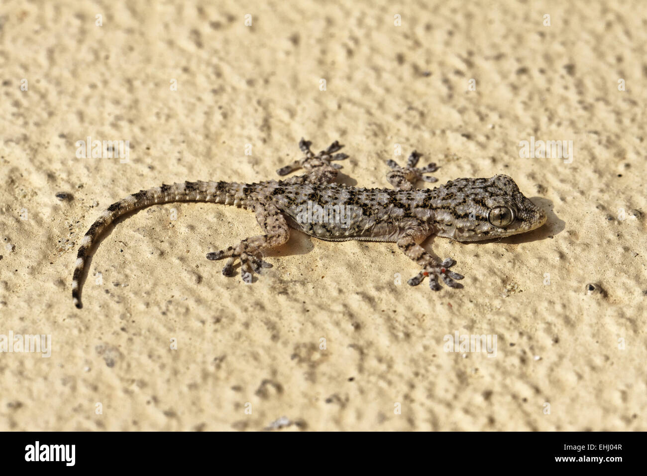 Hemidactylus Turcicus, gemeinsame Haus Gecko Stockfoto