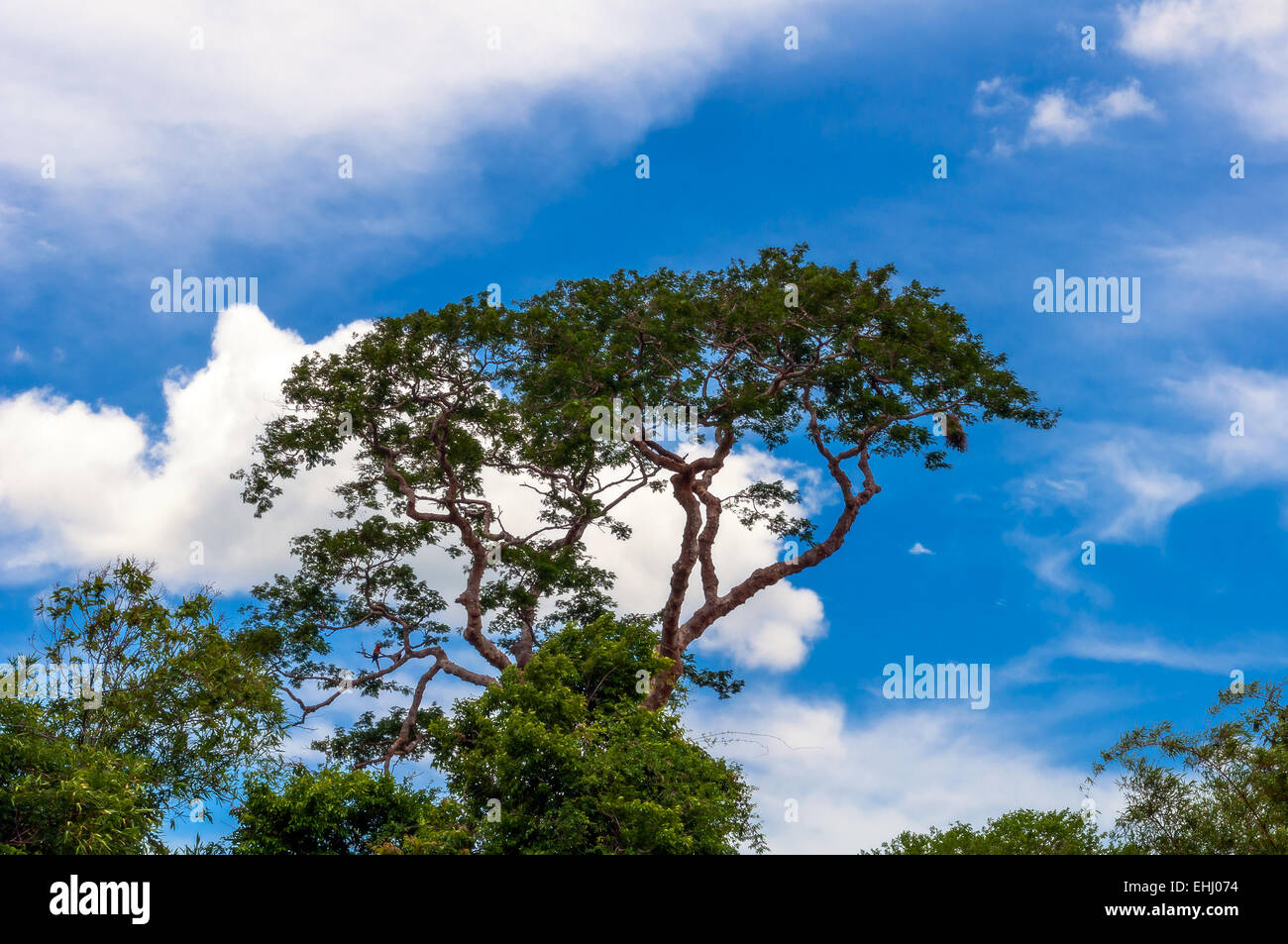 Baum auf blauen Himmelshintergrund Stockfoto