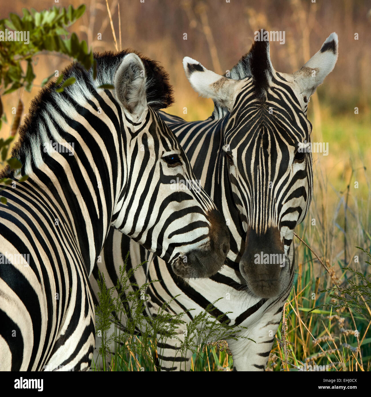 Zebras (Equus Quagga) in den Askania-Nowa, Europa, Ukraine, Cherson Gebiet, quadratisch Stockfoto