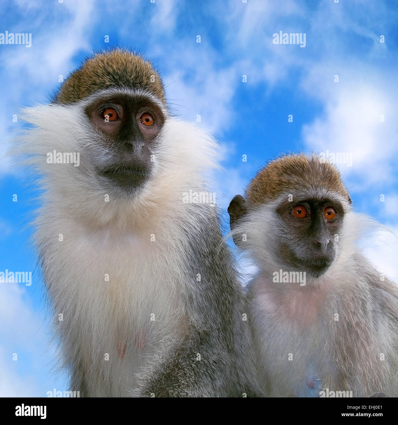 Zwei Affen (Chlorocebus Sabaeus), quadratisch Stockfoto