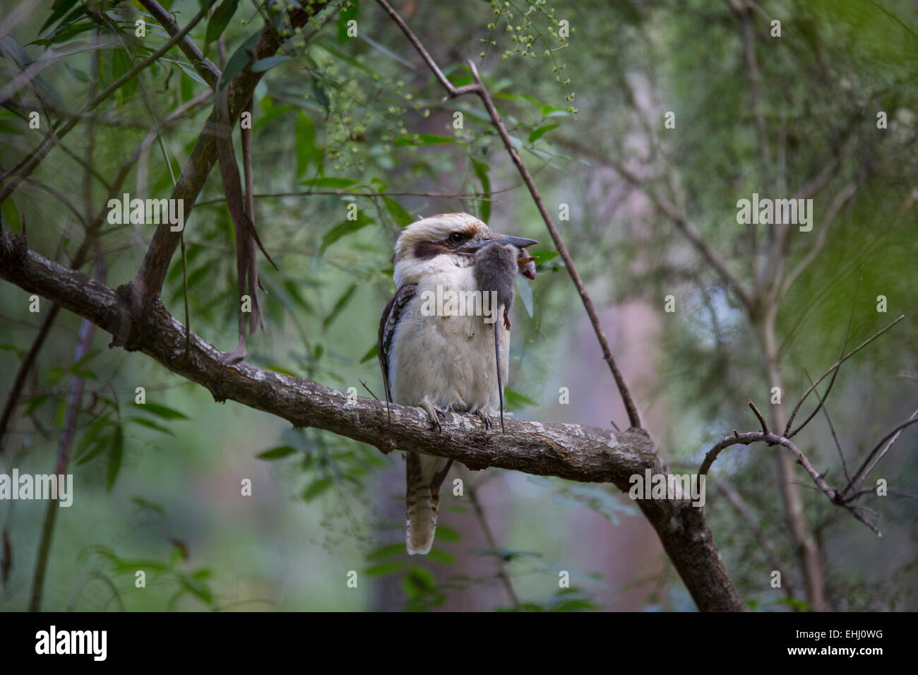 Kookaburra mit einer toten Maus im Schnabel Stockfoto