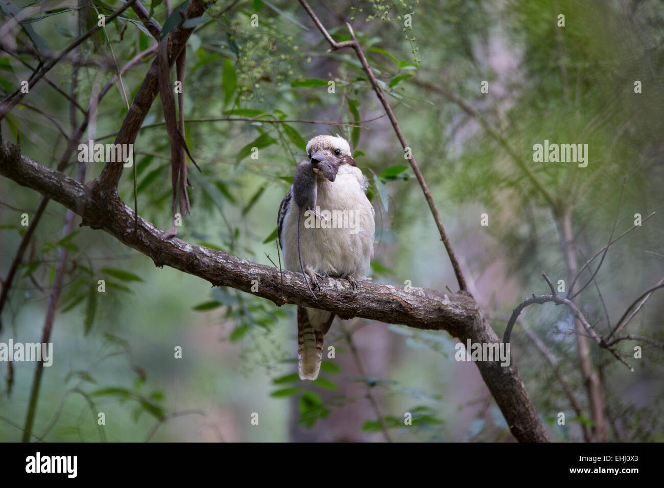 Kookaburra mit einer toten Maus im Schnabel Stockfoto