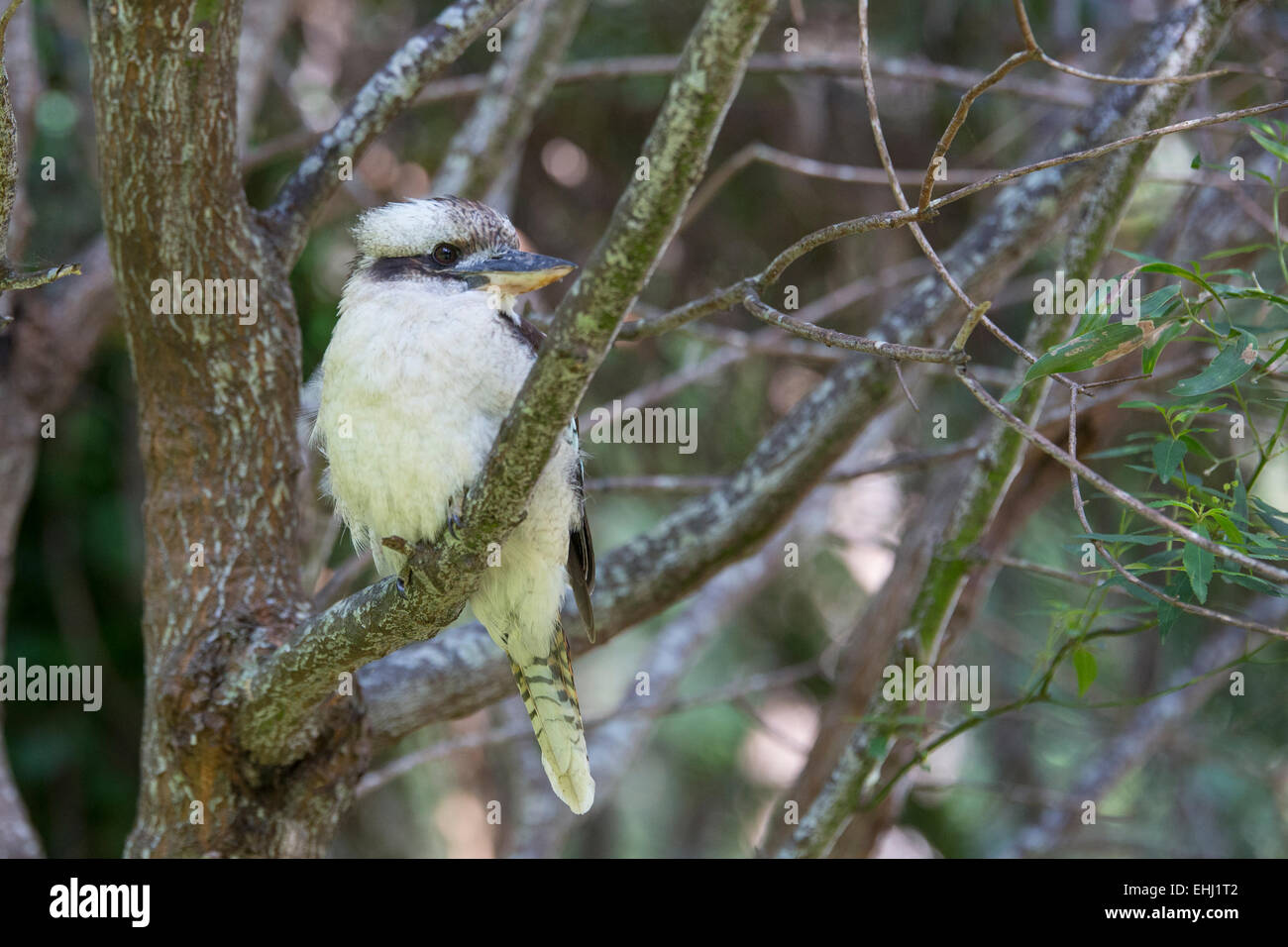 Kookaburra auf Ast Stockfoto