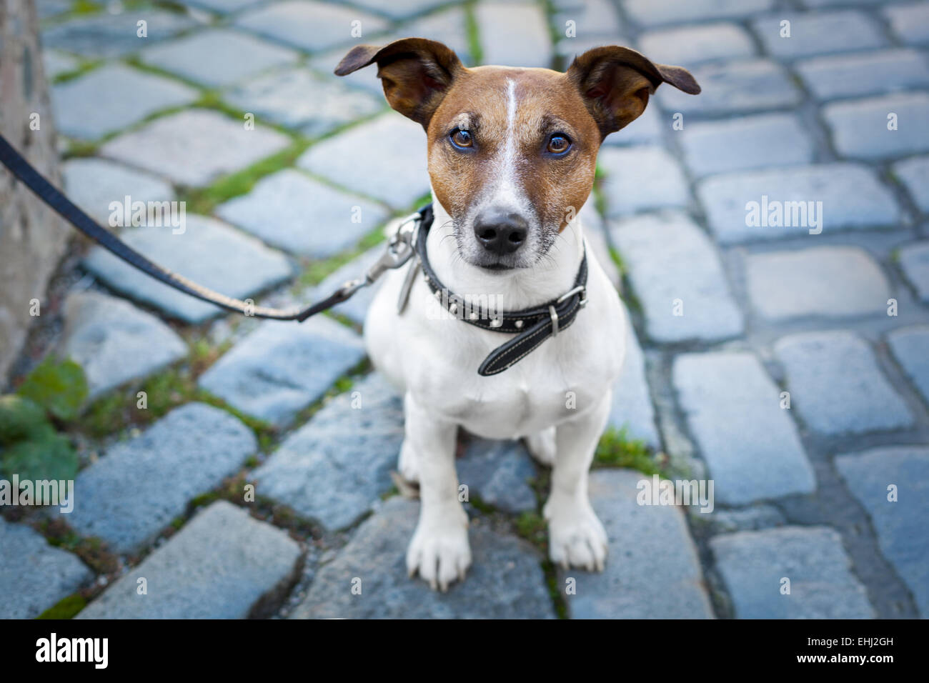 Obdachlosen Hund mit Leine einsam Stockfoto