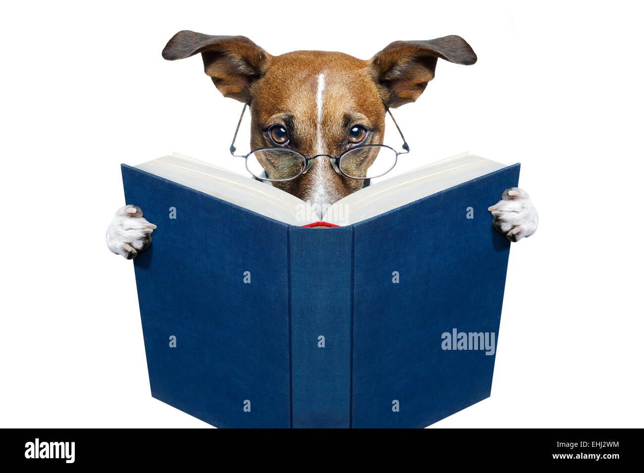 Lesen Buch Hund Stockfoto