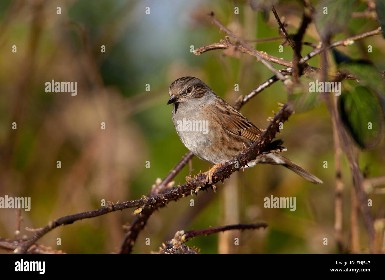 Heckenbraunelle (Hedge beobachtet) Prunella Modularis Erwachsenen thront auf einem Bramble Stockfoto