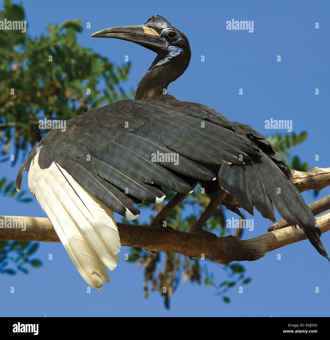 Basinski Raven(Bucorvus abyssinicus) auf den Baum Europa Ukraine Kharkov Zoo, quadratisch Stockfoto