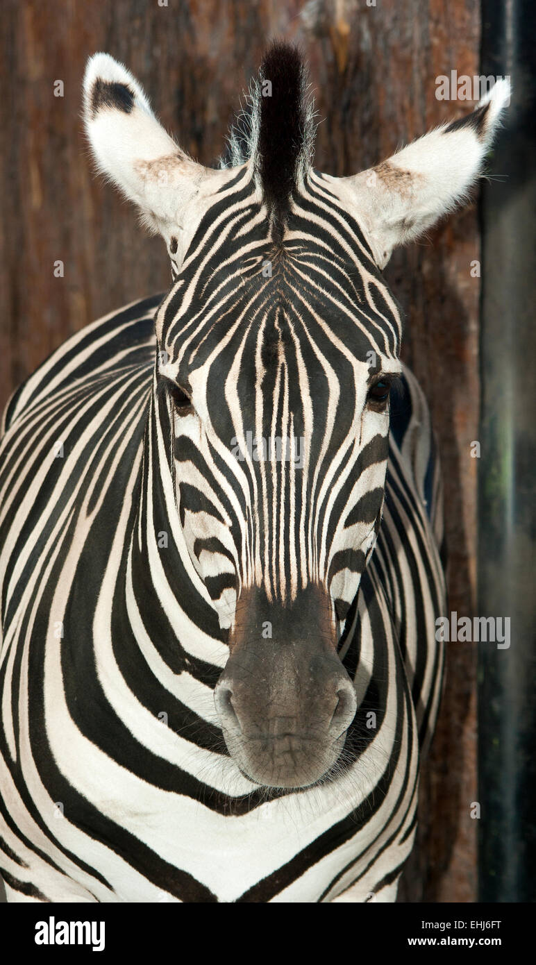 Zebra (Equus Quagga) in den Askania-Nowa, Europa, Ukraine, Cherson Gebiet, vertikale Stockfoto