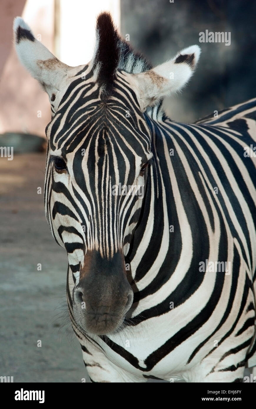 Zebra (Equus Quagga) in den Askania-Nowa, Europa, Ukraine, Cherson Gebiet, vertikale Stockfoto