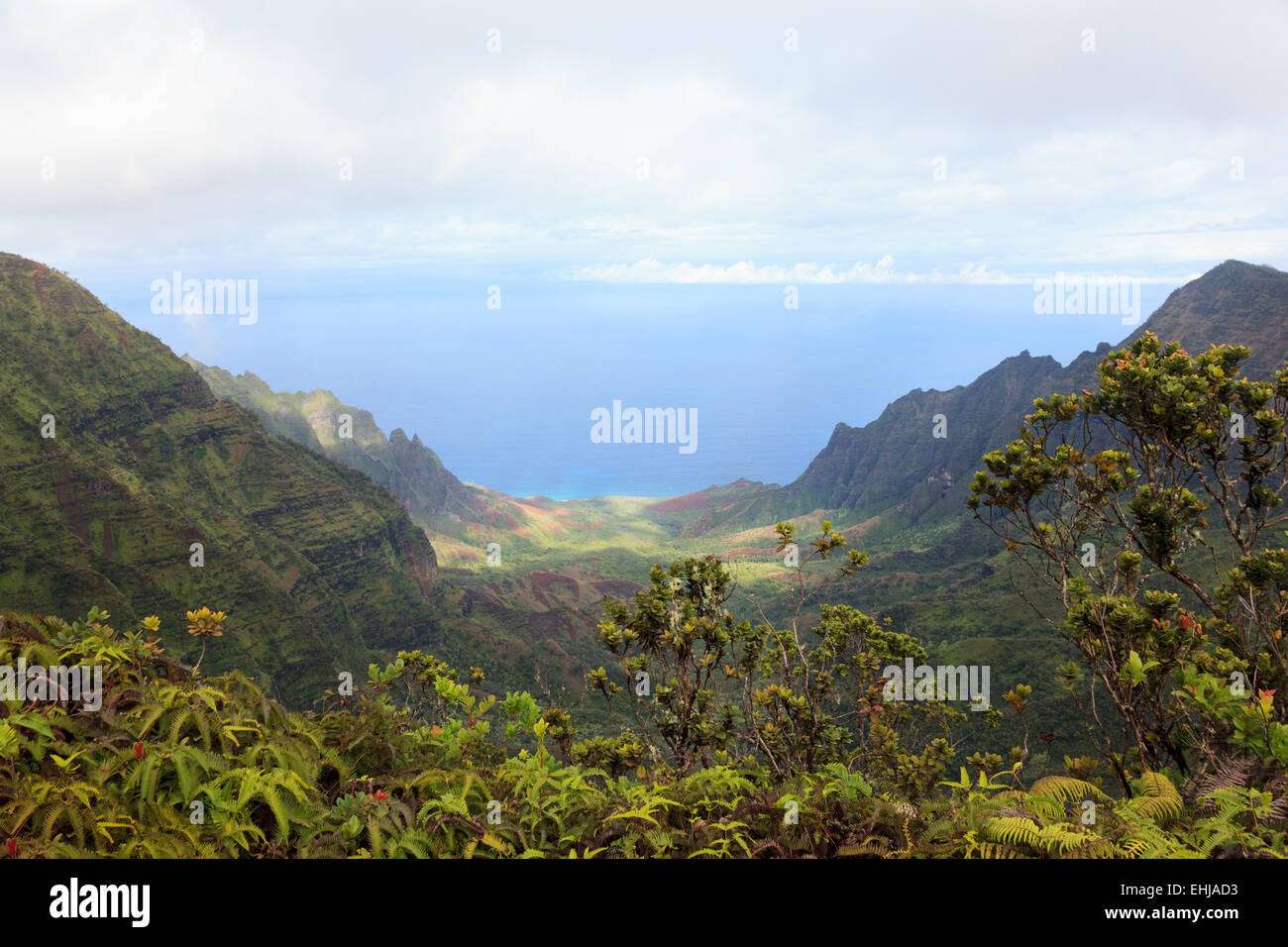 Kokee State Park, Kauai, Hawaii Stockfoto