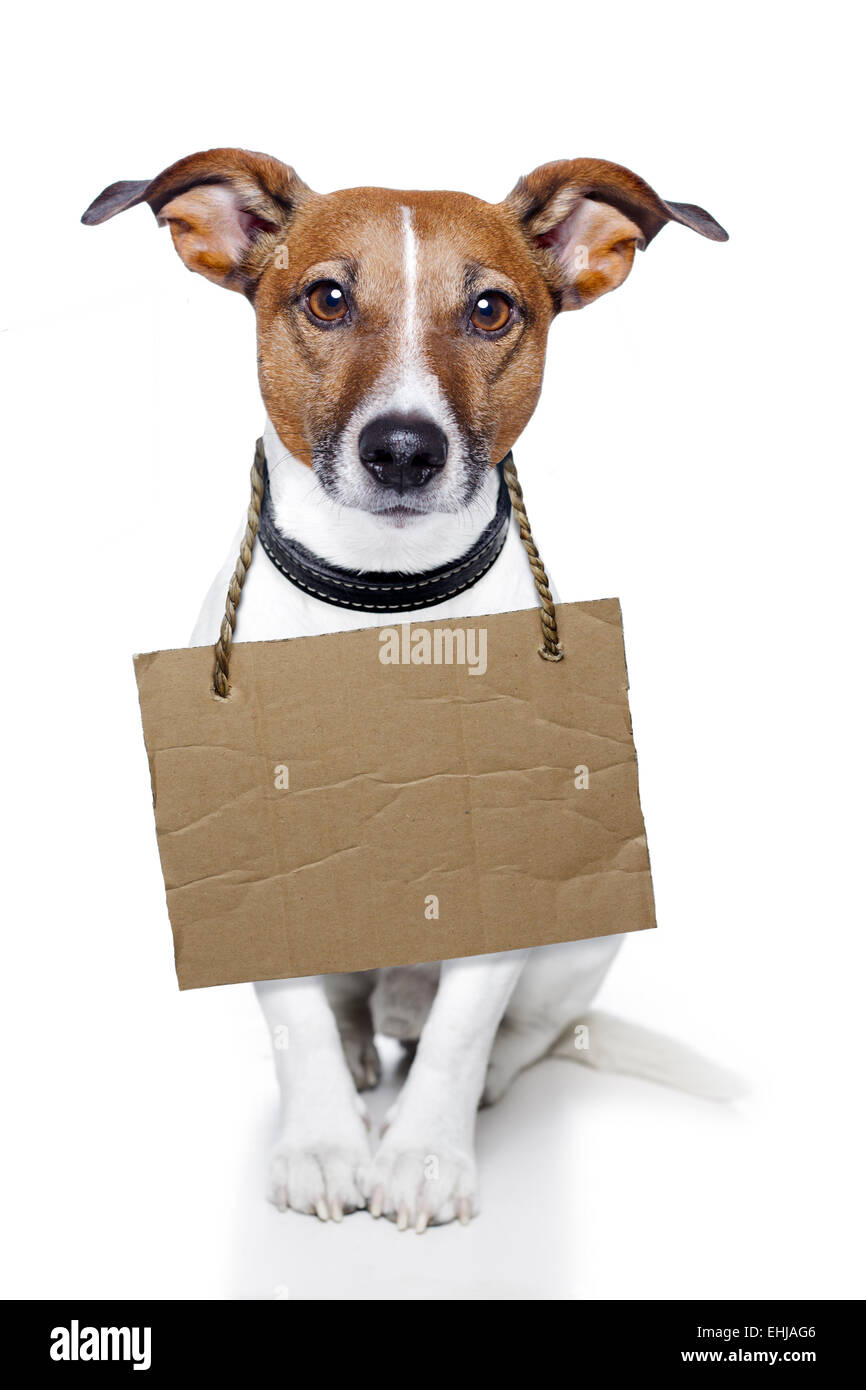 Hund mit leerer Karton Platzhalter Stockfoto