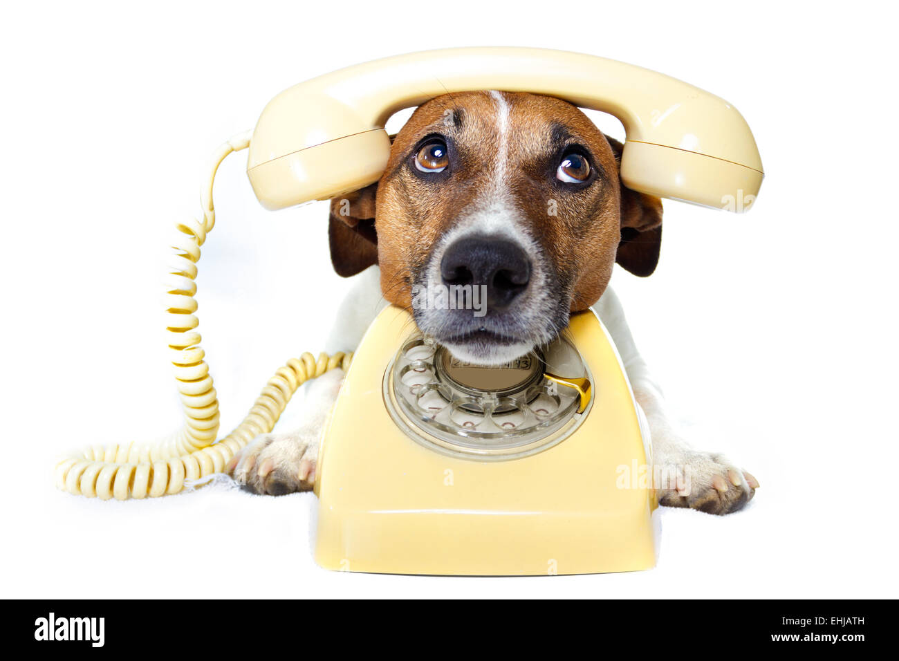 Hund-Anruf Stockfoto