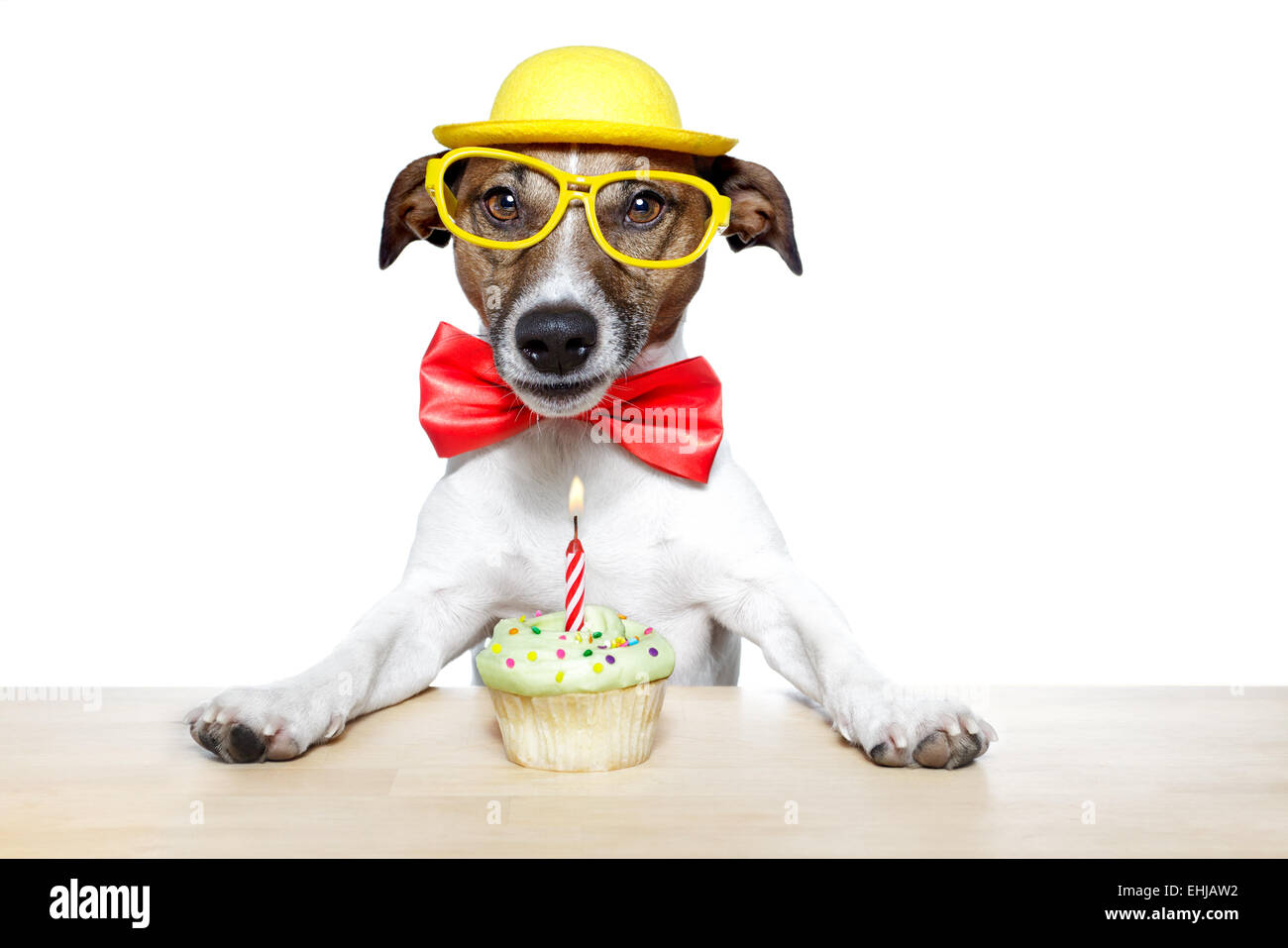 Geburtstag Hund cupcake Stockfoto