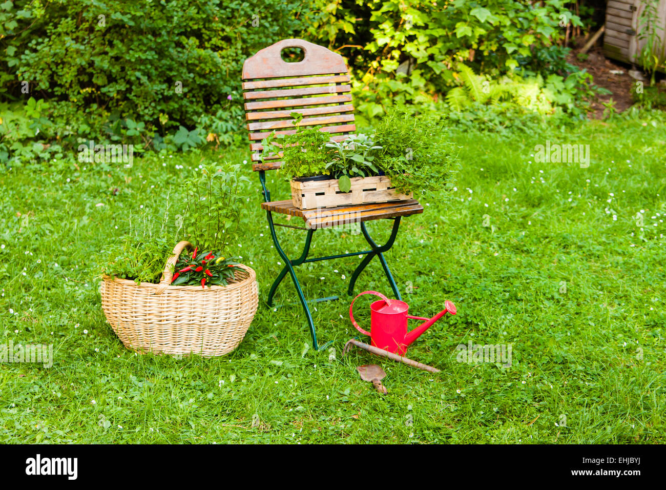 Korb mit Kräutern im Garten Stockfoto