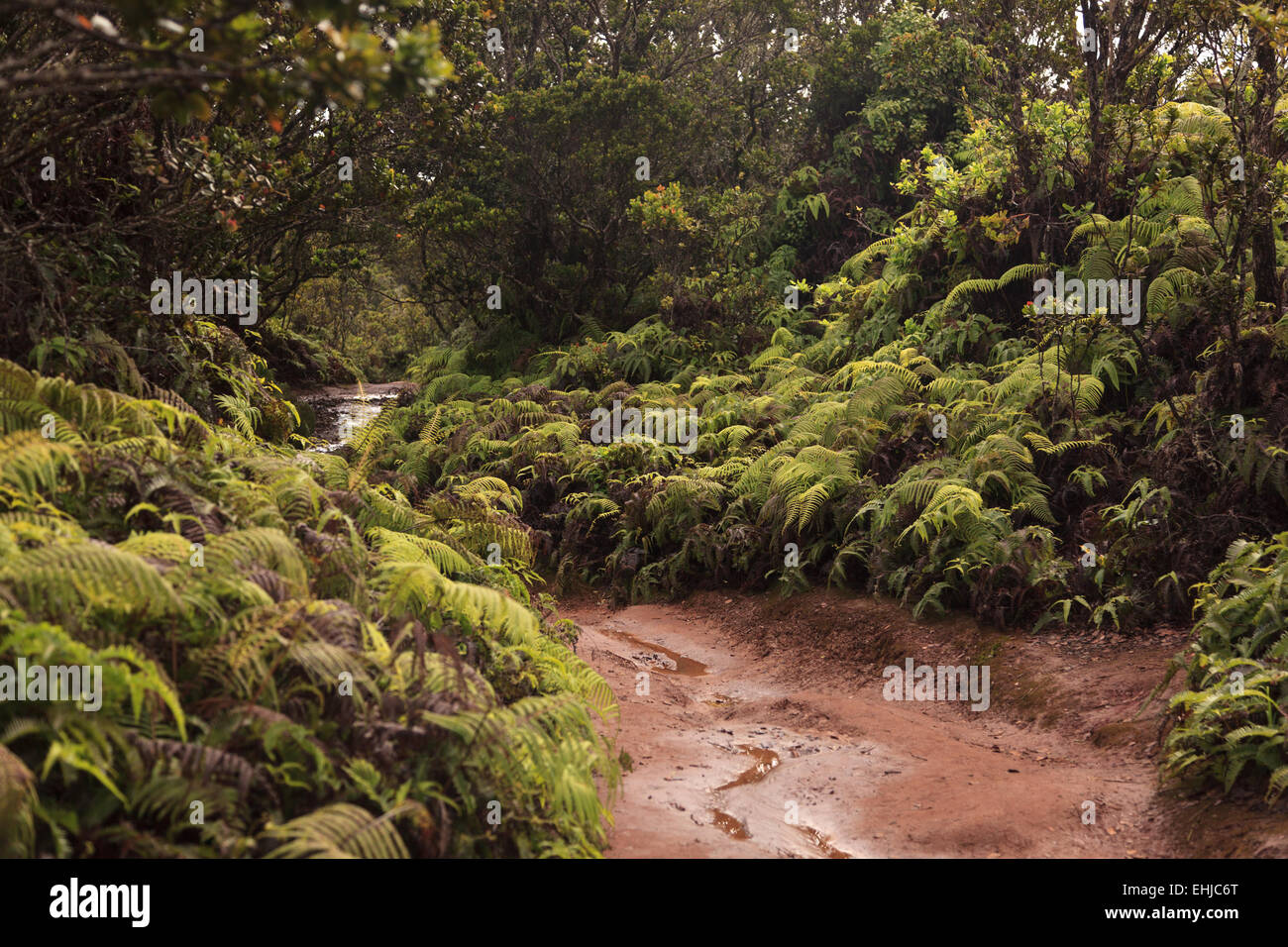 Pihea Vista Trail in der Nähe von The Alakai Wildschutzgebiet, einer der feuchtesten Orte auf der Erde, Kauai, Hawaii, USA Stockfoto