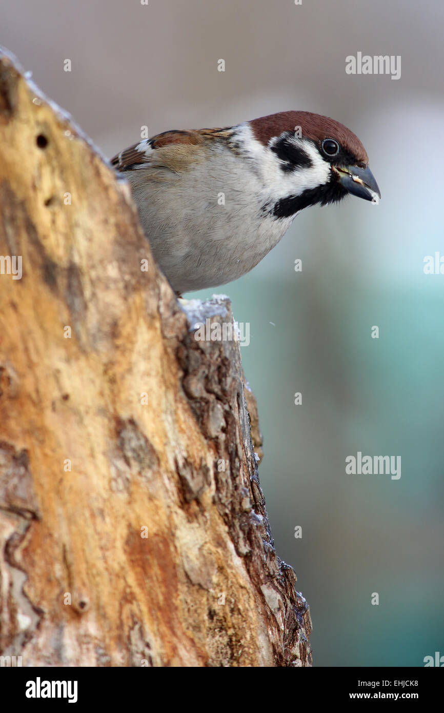 Feldsperling Stockfoto