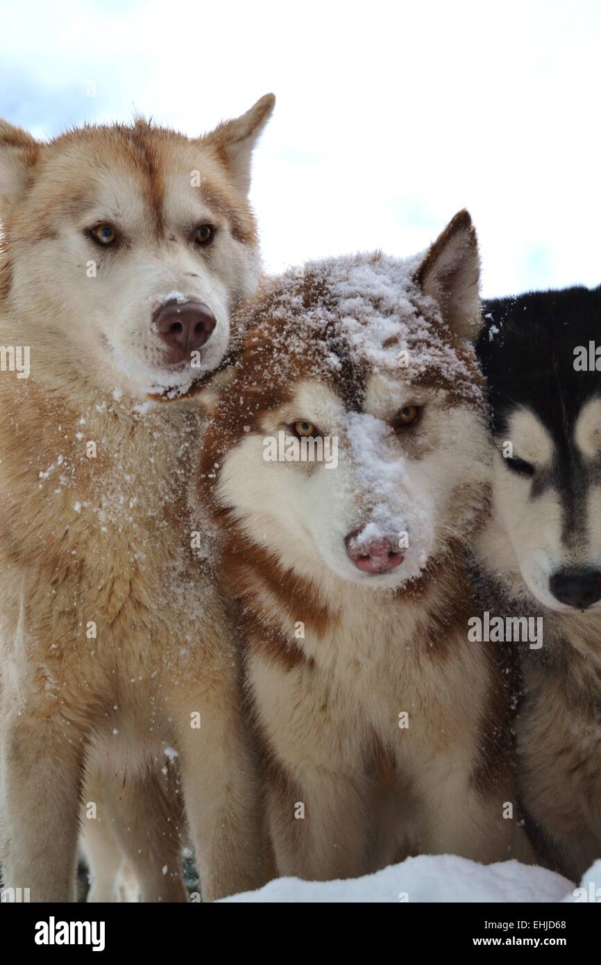 Schlitten-Hund Stockfoto