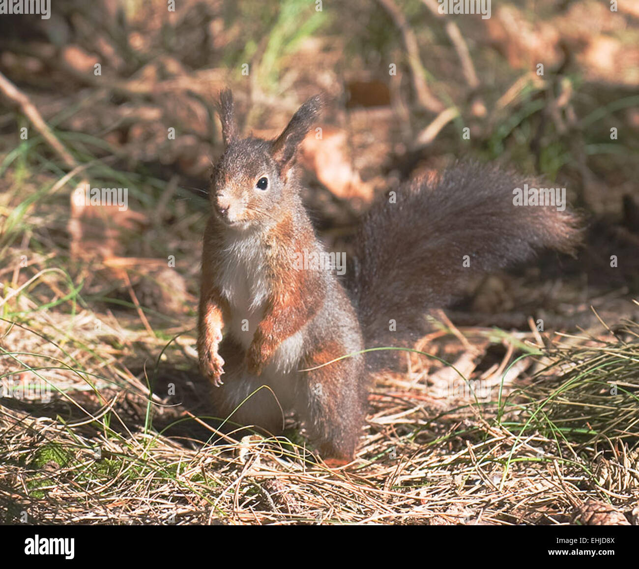 Formby N/R Stockfoto