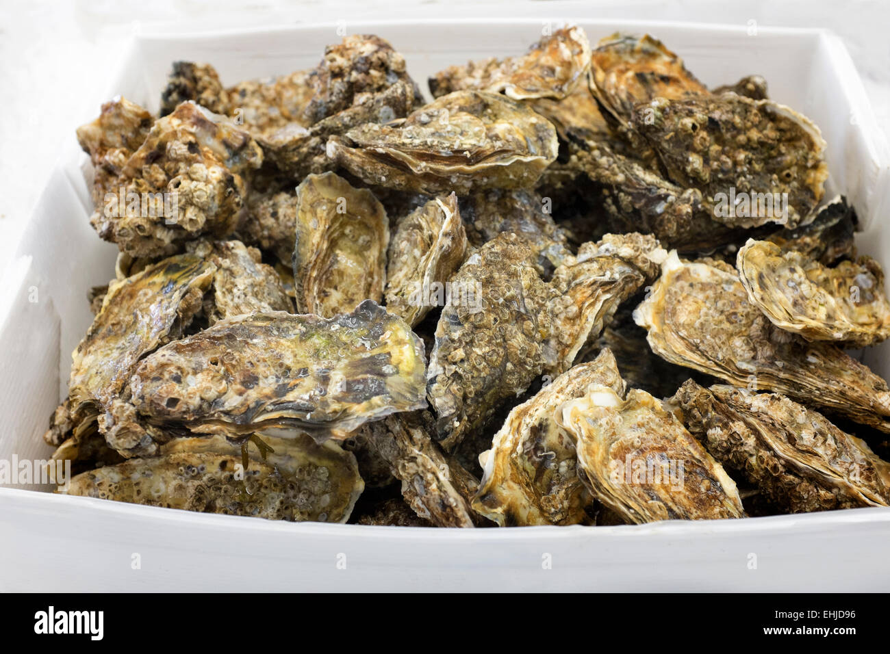 Austern in Whitstable Fischmarkt in Kent, England Stockfoto
