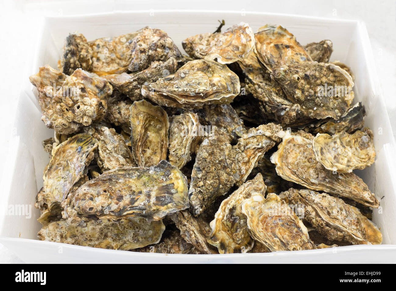 Austern in Whitstable Fischmarkt in Kent, England Stockfoto