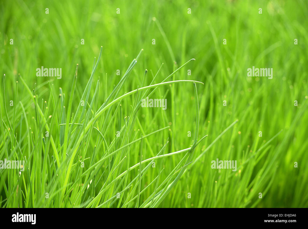 Viele der frischen Grün Knoblauch Schnittlauch Pflanzen wachsen im Garten hautnah Stockfoto