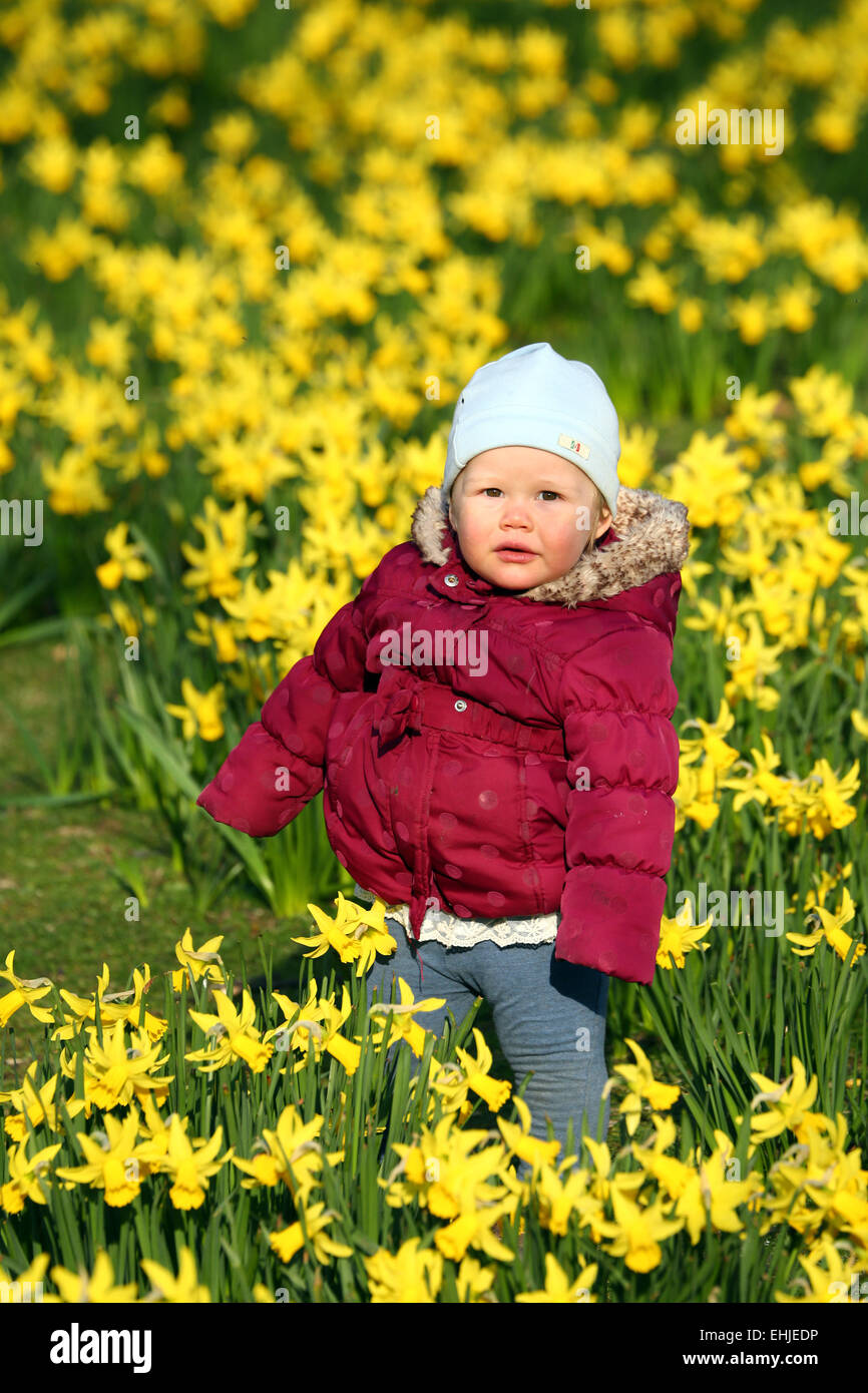 London, UK. 14. März 2015. Zhanna im Alter von 14 Monaten spielen unter den Narzissen blühen im Frühling in St. James Park in London, England-Credit: Paul Brown/Alamy Live News Stockfoto