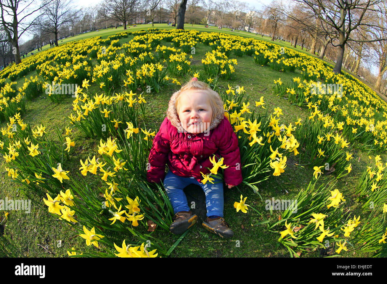 London, UK. 14. März 2015. Zhanna im Alter von 14 Monaten spielen unter den Narzissen blühen im Frühling in St. James Park in London, England-Credit: Paul Brown/Alamy Live News Stockfoto