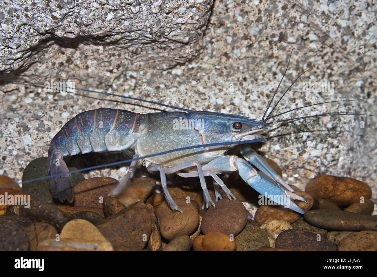 Florida Blue Crab Stockfoto