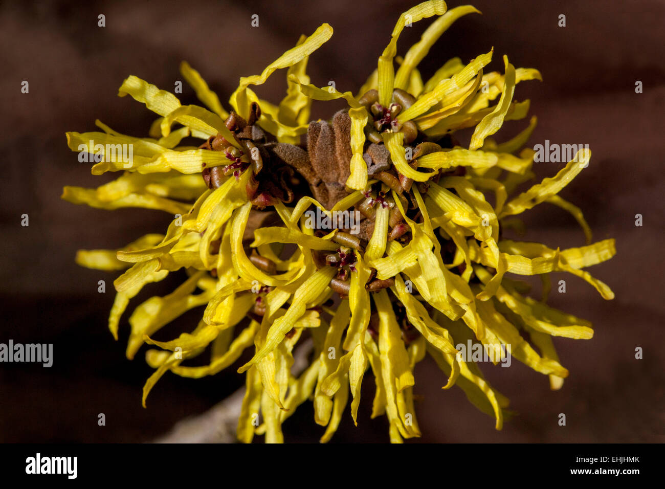 Hamamelis gelbe Blüte Hamamelis Mollis Strauch Blüte im Winter oder im zeitigen Frühjahr Stockfoto