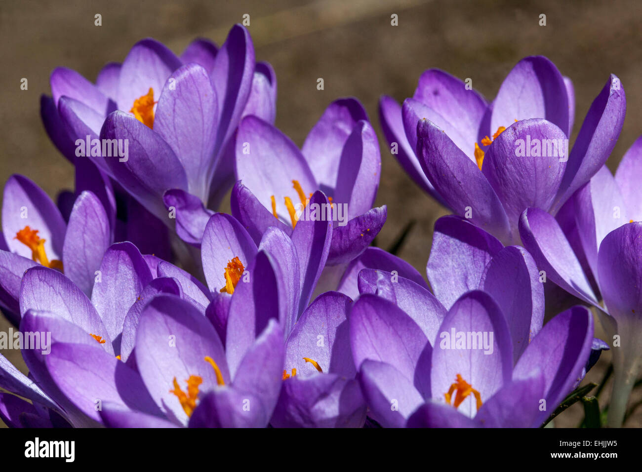 Crocus Sieberi Tricolor Blüten Stockfoto