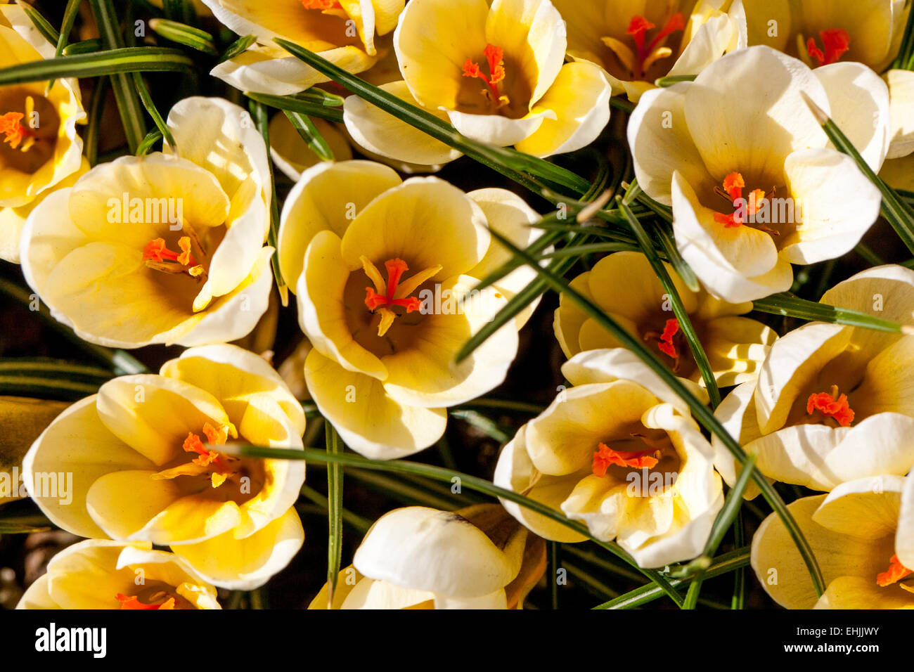 Crocus Chrysanthus Creme Schönheit Stockfoto