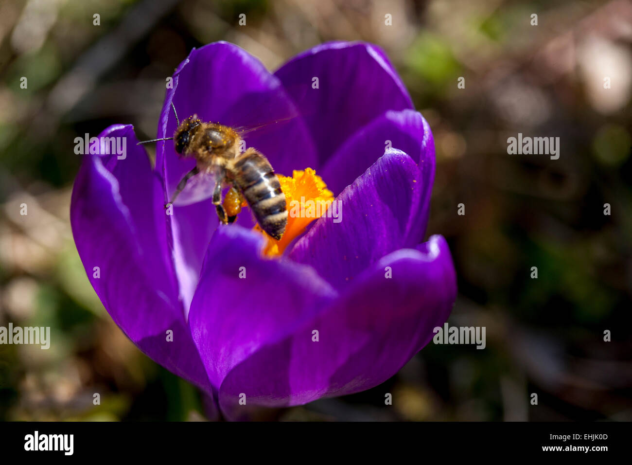 Crocus-Biene in Blume Stockfoto
