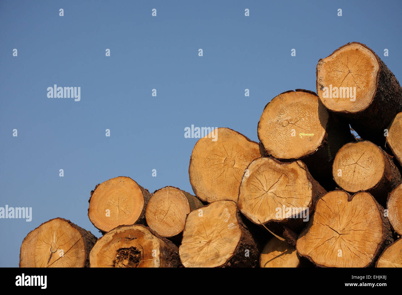 Gefällte Bäume Stockfoto