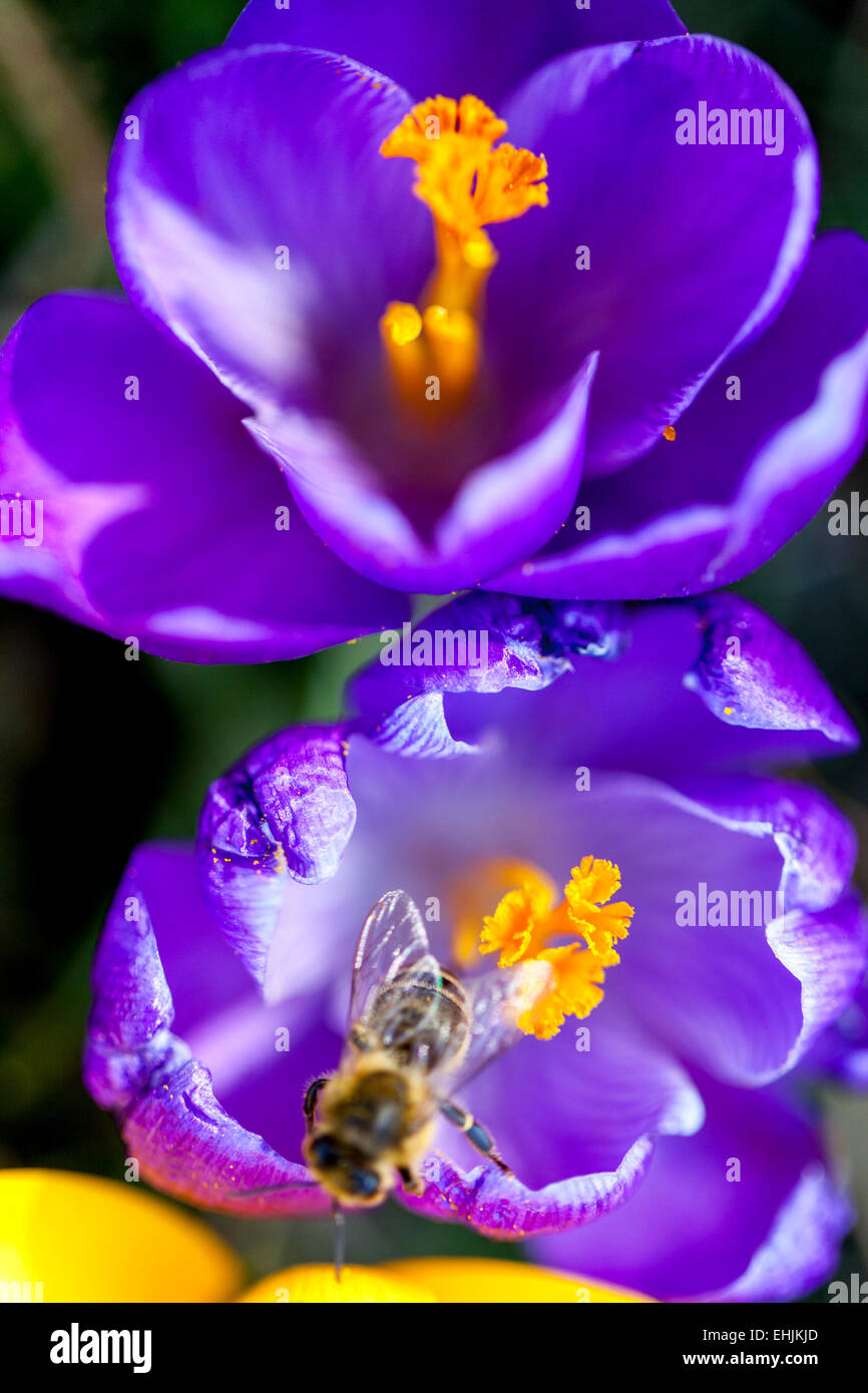 Krokus und Honig Biene Stockfoto