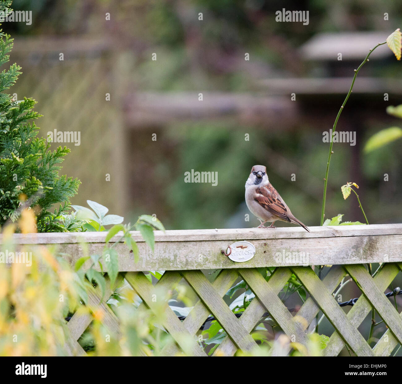 Haussperling auf einer vorstädtischen Gartenzaun Stockfoto