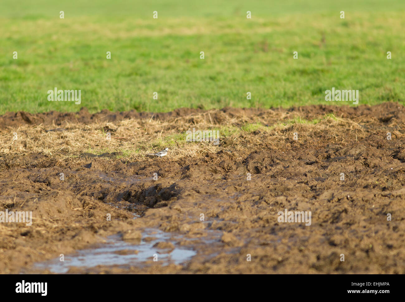 Ein Pied Bachstelze auf der Suche nach Insekten unter der puddled Schlamm in der Nähe einer Kuh-Trog Stockfoto