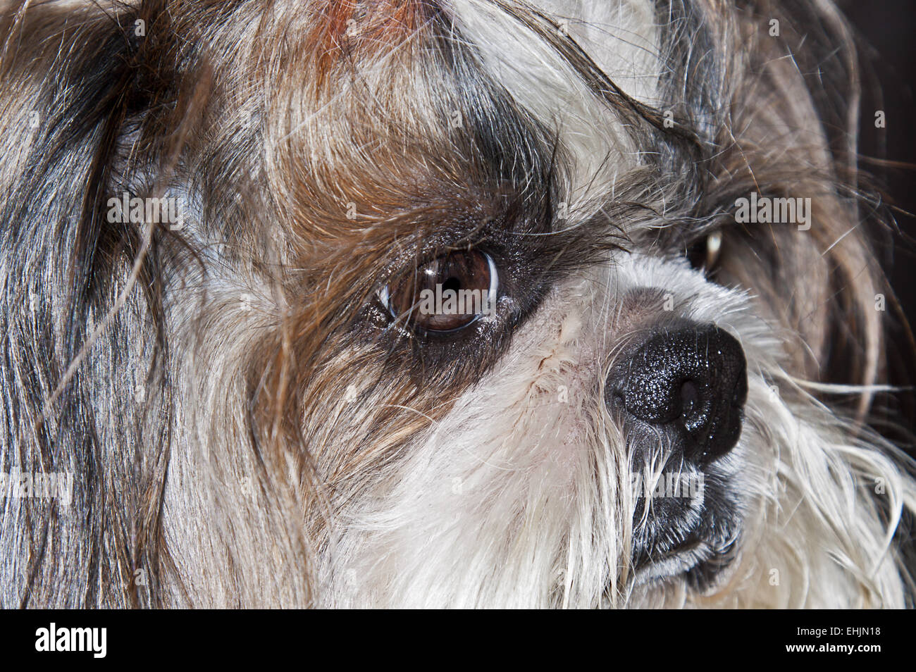 Shih Tzu Stockfoto