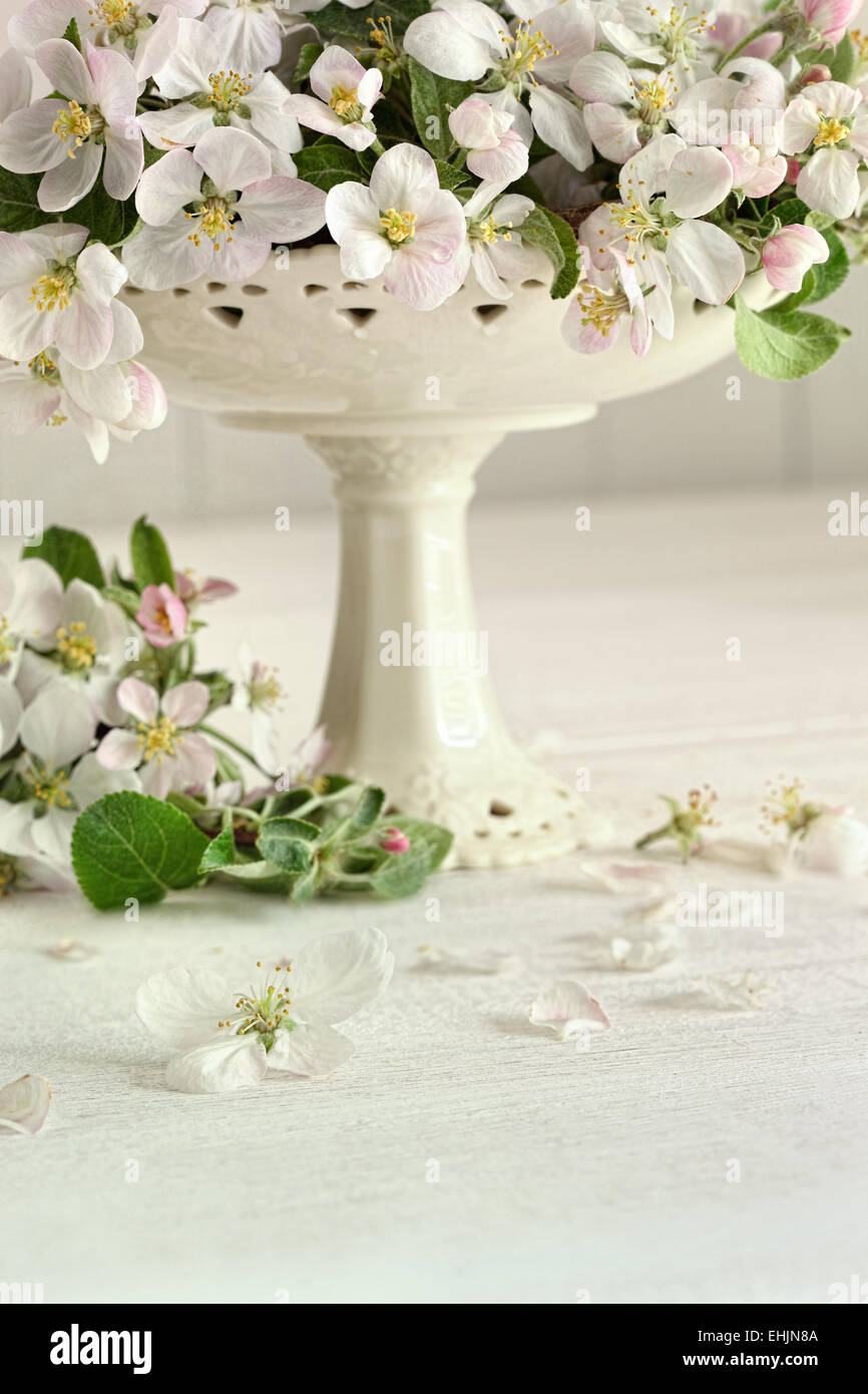 Apple Blossom Blumen in vase Stockfoto