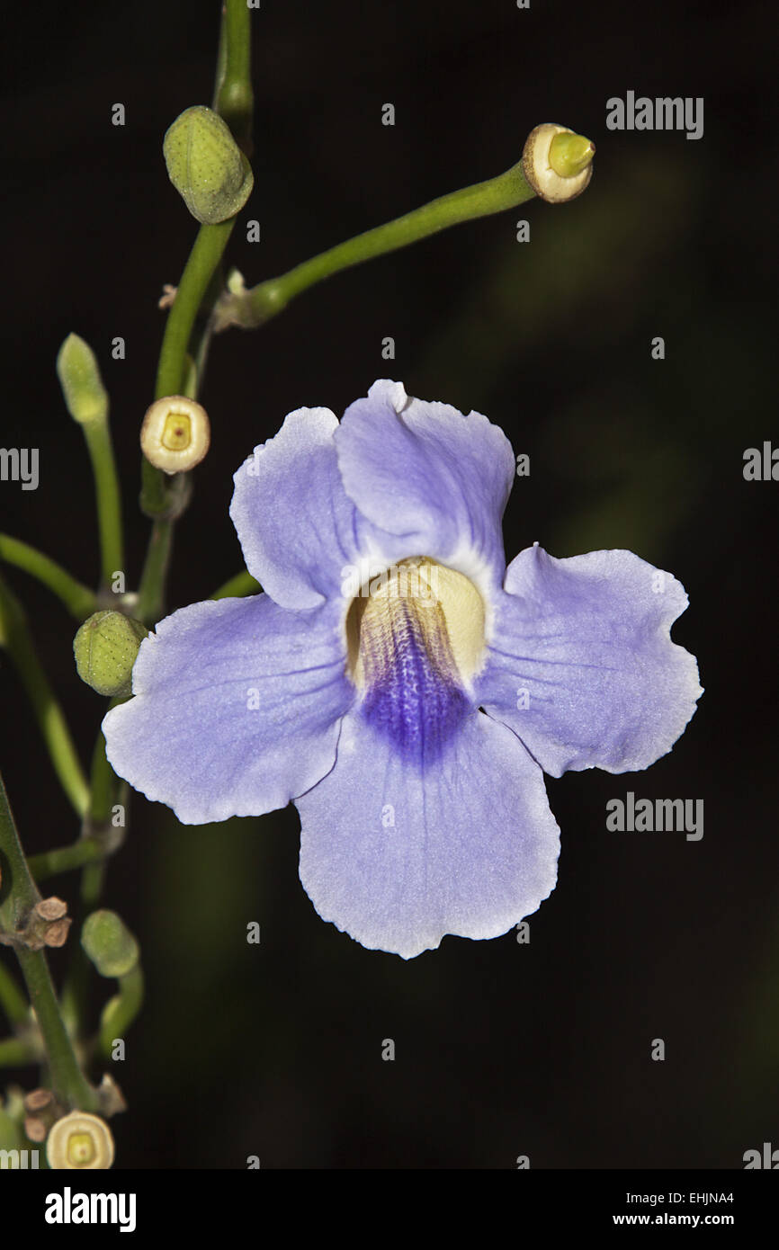 Thunbergia grandiflora Stockfoto
