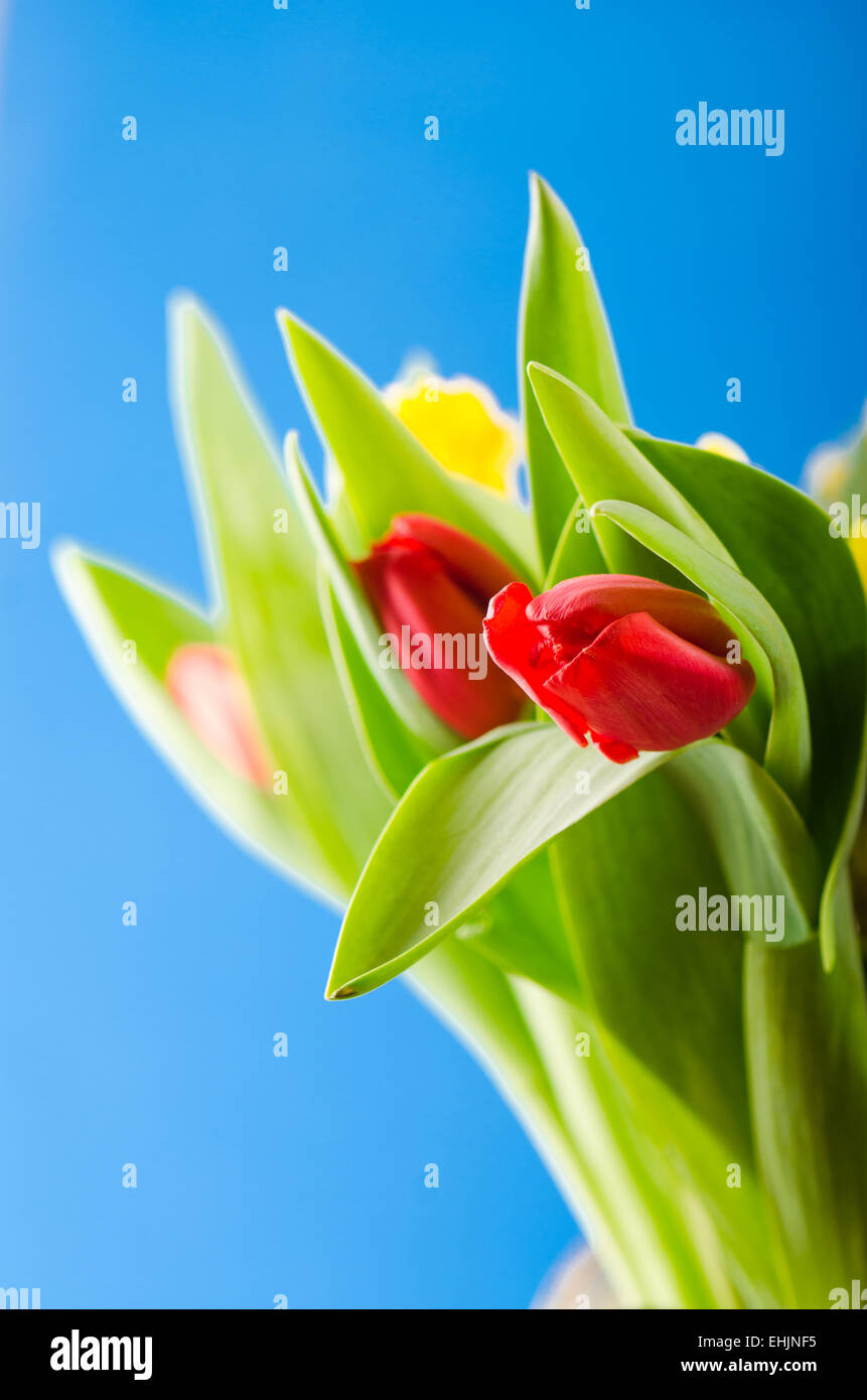 Frühlingsstrauß mit Tulpen Stockfoto