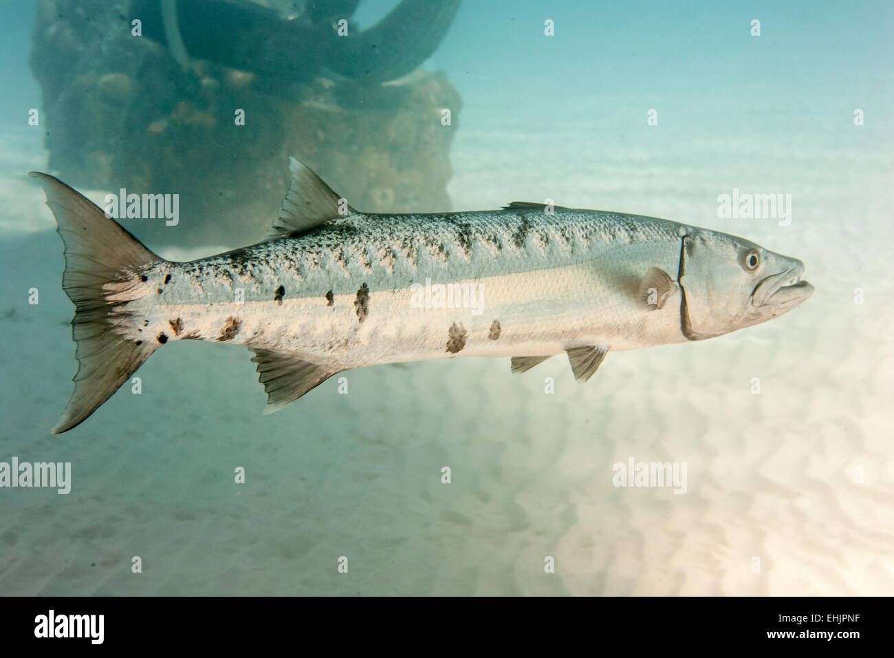 Großer barracuda Stockfoto