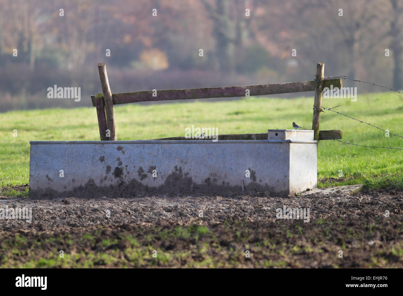 Ein Rinder-Trog mit Vögel darauf thront Stockfoto