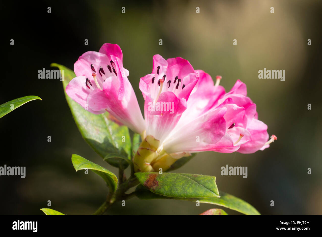Hybrid poplar -Fotos und -Bildmaterial in hoher Auflösung – Alamy