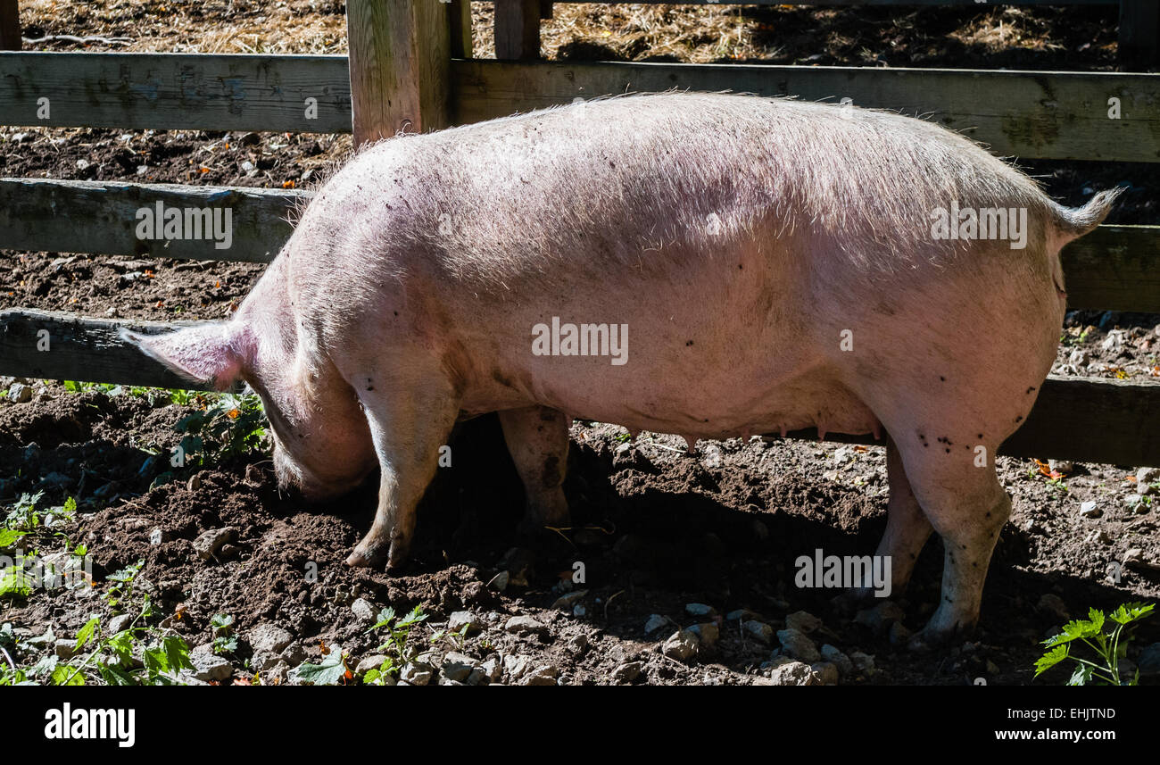 Weibliche schweine Graben im Schlamm mit Schnauze durch Holzzaun. Stockfoto