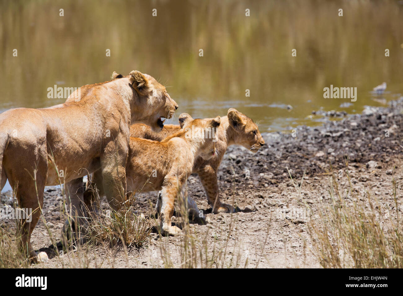 Löwin mit zwei jungen Jungen in Serengeti Tansania, Afrika. Stockfoto