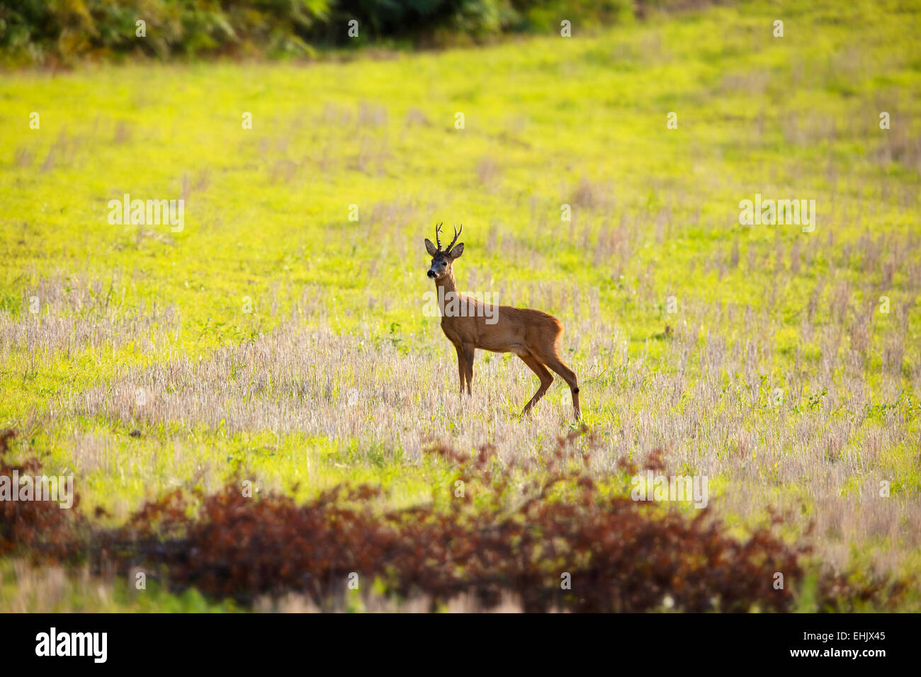 Reh Bock stand auf der grünen Wiese. Norwegische Natur. Stockfoto